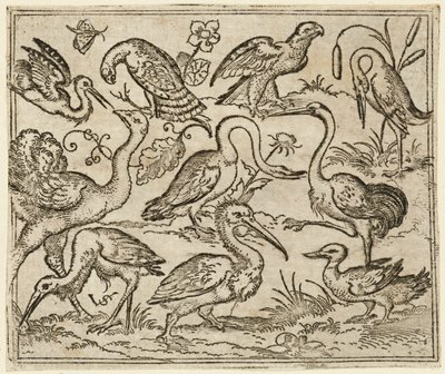 左側のダチョウと、サギとペリカンを含む他の 9 羽の鳥., 1557. 作： Virgil Solis