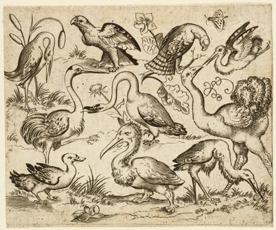 左側にダチョウがいて、鷺やペリカンなど9羽の鳥がいる...1557年以降。   作： Virgil Solis