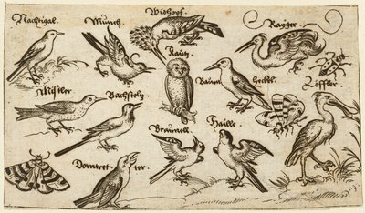 フクロウやペリカンなど12種類の鳥が、個々にラベルを付けて配置されている...、1572年。   作： Virgil Solis