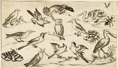 フクロウやペリカンを含む 12 種類の鳥が個別にラベル付けされ、配置されています。 作： Virgil Solis