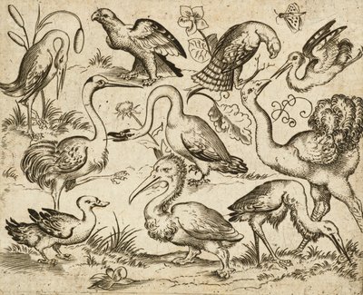 1557年以降のドゥースオーナメントプリントアルバムIから、いくつかの鳥の周りに葉の斑点がある最小限の地面に描かれた、サギとペリカンを含む他の9羽の鳥と一緒に描かれた左側のダチョウ（彫刻とエッチング） 作： Virgilius the elder (after) Solis