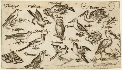 フクロウやペリカンを含む 12 種類の鳥が個別にラベル付けされ、蛾、蝶、てんとう虫に囲まれた最小限の地面に配置されています。「ドゥース オーナメント プリント アルバム I」より 作： Virgilius the elder (after) Solis