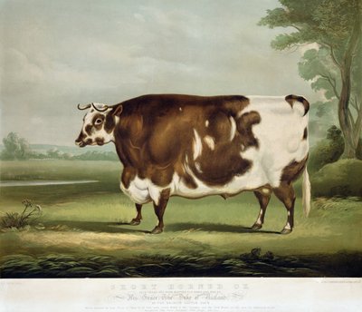 ジョンデイによって刻まれた短いツノ牛、1856年（カラー彫刻） 作： W.H. Davis