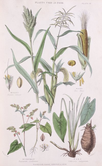 ミレー、トウモロコシ、ソバ、タロイモ、ウィリアムラインド作の野菜王国の歴史1797-1874、1872年のカラー彫刻のイラスト 作： W.H. Fitch