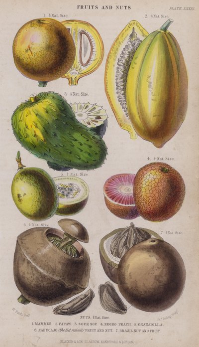 Mammee、Papaw、Sour Sop、Negro Peach、Granadilla、Zabucajo（蓋を上げた状態） Fruit and Nut、Brazil Nut and Fruit（カラーの彫刻）。 作： W. Fitch
