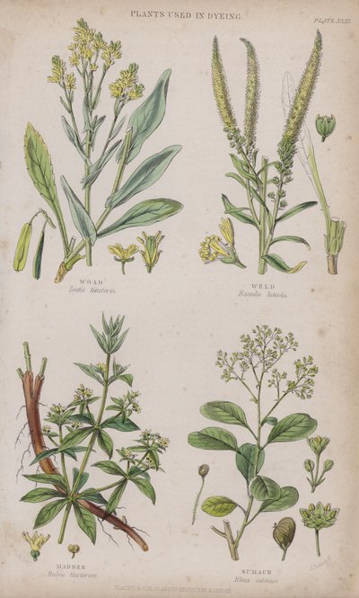 Woad;Weld;Madder;Sumach(彩色彫刻) 作： W. Fitch
