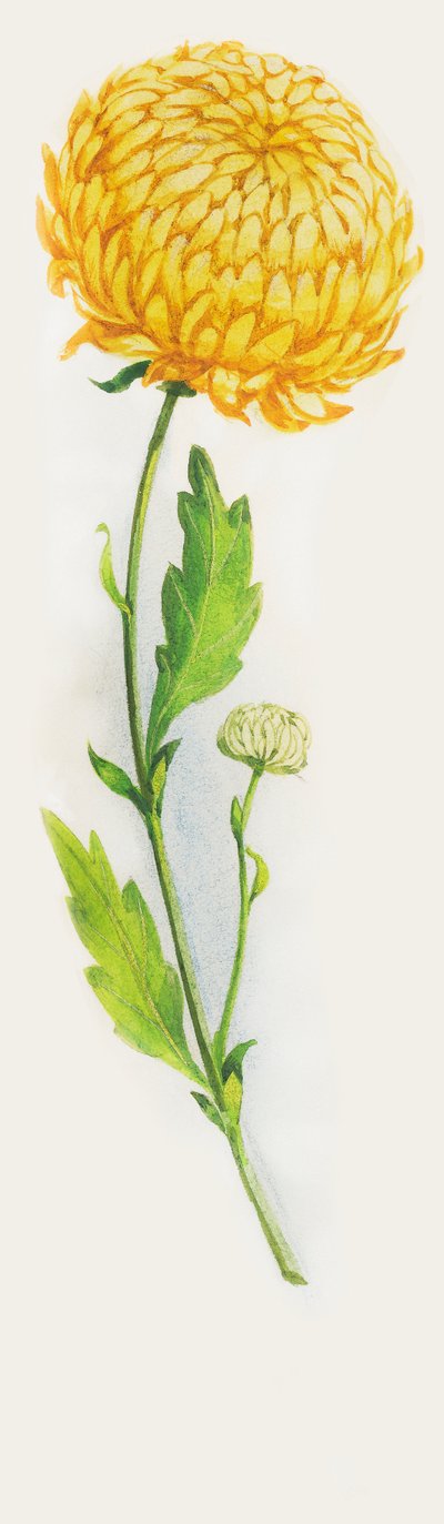 菊の花、ドローイング 作： John Ward Dunsmore