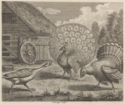 O pavão, o peru e o ganso 作： W. Grainger