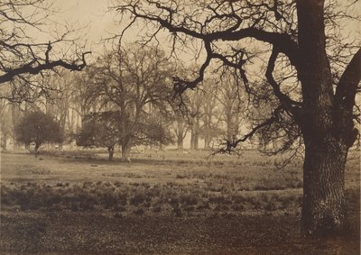 ウィンザー公園、鹿の餌付け、1850 年代。 作： W. H. Nicholl