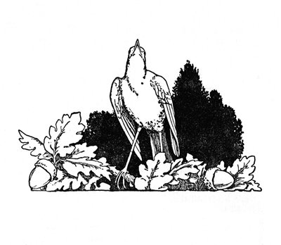 ナイチンゲールの住む枝の間で、c1930 作： William Heath Robinson