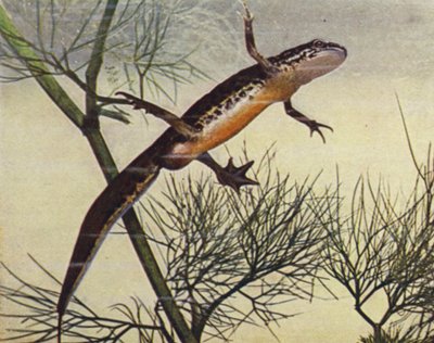 掌状イモリ、オス、蛾の掌蹠（カラー写真） 作： W. J. Stokoe