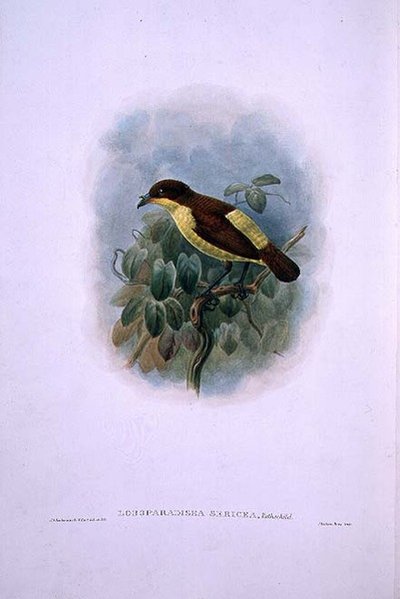 Loboparadisea serica、水鳥の楽園（カラーリトグラフ） 作： W. and Keulemans J.G. Hart