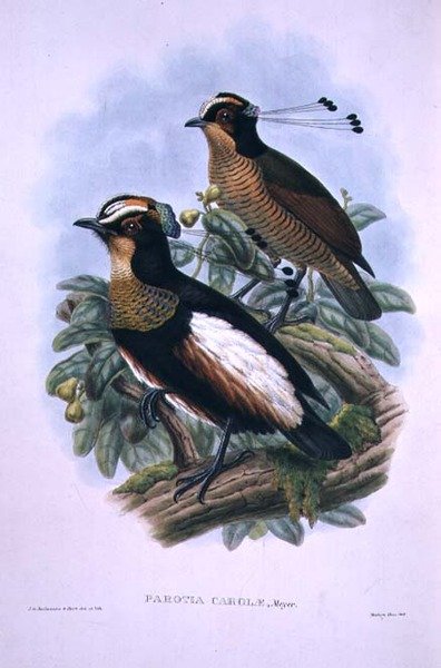 カローラ王妃の六文銭（カラーリトグラフ 作： W. and Keulemans J.G. Hart
