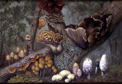 ウッドランドの菌類（パネルに油彩） 作： W. Neville