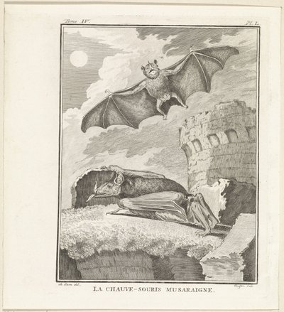 フレールマイゼン The Shrew Bat (オブジェクトのタイトル) 作： W. Tringham