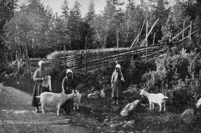 1908～1909年、スウェーデン、ダーラナでのヤギの飼育。 作： Wald Zachrisson