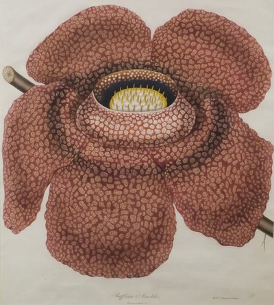 ラフレシアアルノルディイの花 作： Waldell