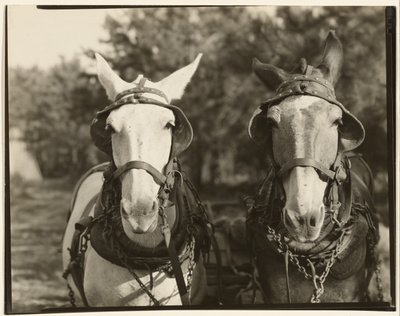 [アラバマ州ヘイル郡、トゥー・ミュールズ]。 作： Walker Evans