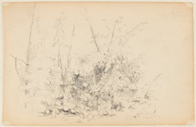 野草スケッチ 作： Walter Clark