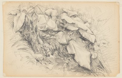 草と植物の研究 作： Walter Clark