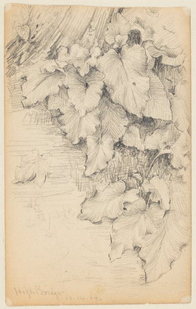 水辺の植物の研究、高い橋 作： Walter Clark