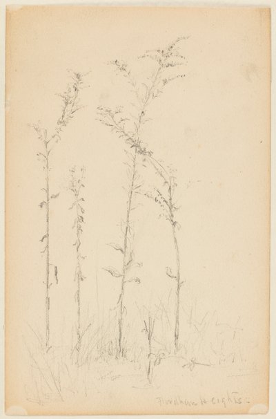 野生植物の研究、フォーダムハイツ 作： Walter Clark