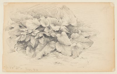 植物の研究、西86番街 作： Walter Clark