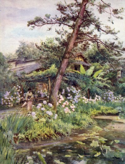 京都大谷茶園のあじさい 作： Walter Frederick Roofe Tyndale