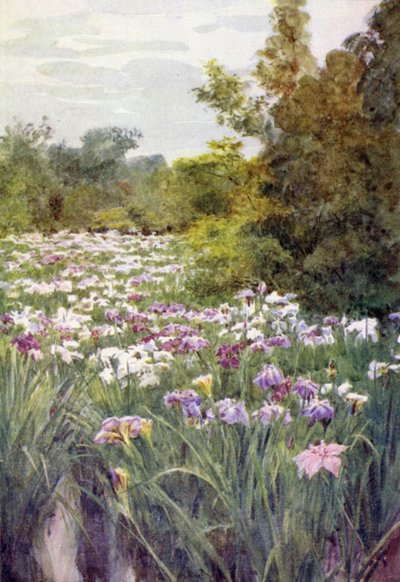 Irises at Kitano, Kyoto  作： Walter Frederick Roofe Tyndale