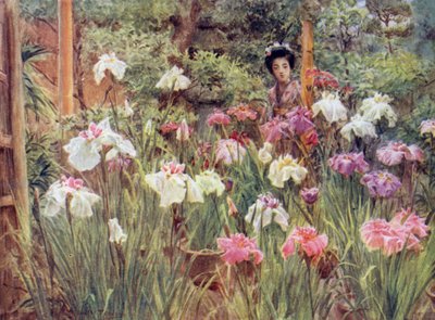標本アイリス 作： Walter Frederick Roofe Tyndale