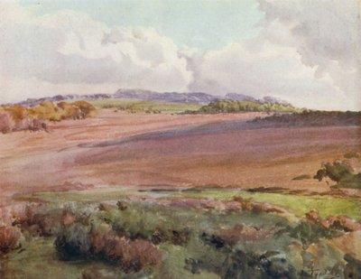 ザ・ニュー・フォレストAcross Malwood Walk from the Road to Fritham (カラーリトグラフ) 作： Walter Frederick Roofe Tyndale