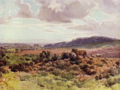 ニューフォレスト。Ringwood RoadのPicket Postからの眺め（カラーリトグラフ 作： Walter Frederick Roofe Tyndale