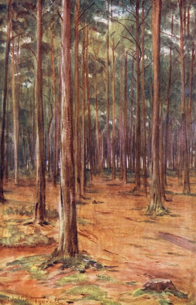 ウェセックスボーンマス近郊の松林（カラーリトグラフ） 作： Walter Frederick Roofe Tyndale