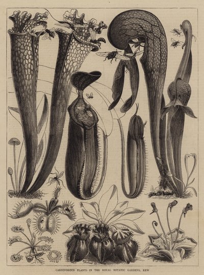 キュー王立植物園の肉食性植物 作： Walter Granville Smith