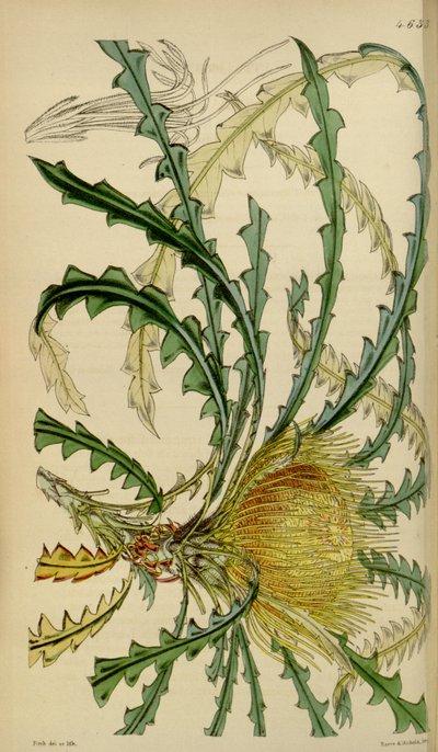 カーティスの植物誌-プレート4633-Dryandra nobilis 作： Walter Hood Fitch