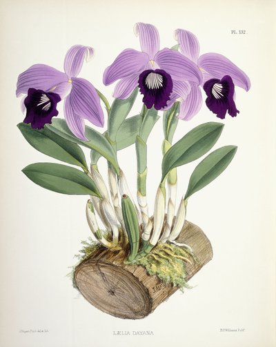 Laelia Dayana、1882-1897年頃 作： Walter Hood Fitch