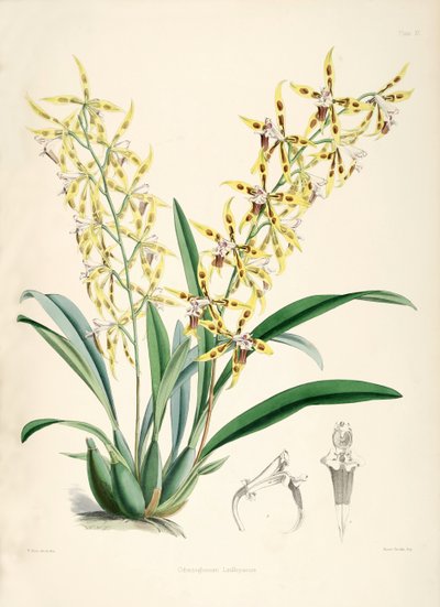 Odontoglossum lindleyanum 作： Walter Hood Fitch