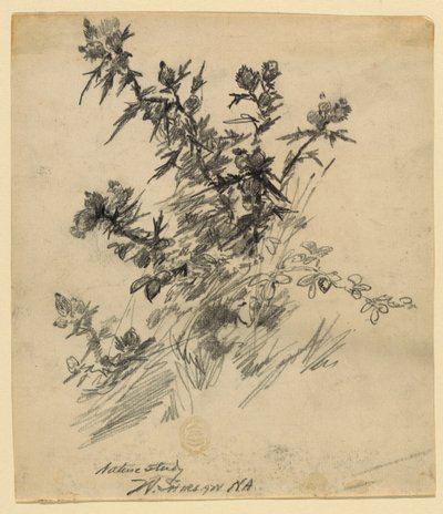 自然研究 作： Walter Shirlaw