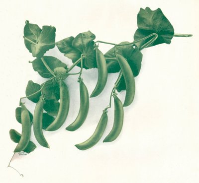「グリーンピース」、c1908 作： WandG Baird Ltd