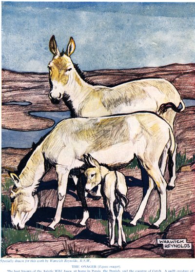 ジョンアーサートンプソン（1861-1933）による「新しい自然史」のオナガー、GPパトナムの息子、1926年発行 作： Warwick Reynolds