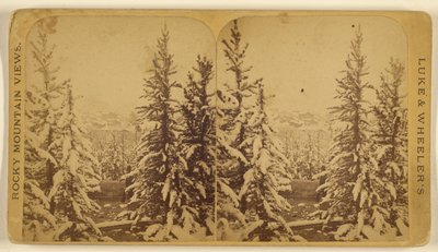 [雪の積もった木々、コロラド州リードビル]。 作： Wellington O. Luke and Dansford Noble Wheeler