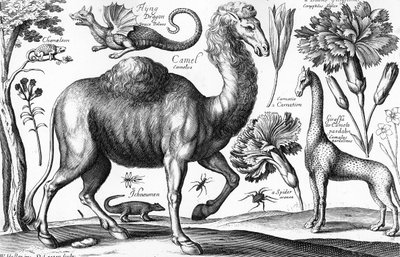 アニマリウム、フェラルム、ベスティアルム、デビッド・ローガンの刻印 作： Wenceslaus (after) Hollar