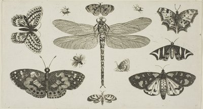 トンボ、テントウムシ、蝶（『Diversae Insectorum...Figurae』より 作： Wenceslaus Hollar
