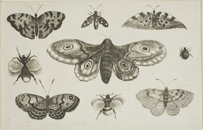 蛾、蝶、蜂 作： Wenceslaus Hollar