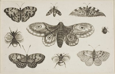蛾、蝶、蜂 作： Wenceslaus Hollar