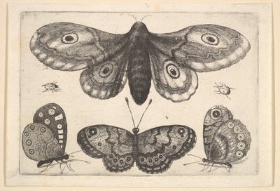 蛾、3匹の蝶、2匹のカブトムシ、1646年。 作： Wenceslaus Hollar