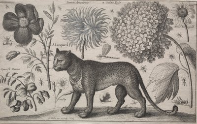 動物と植物: ヒョウと植物と昆虫 作： Wenceslaus Hollar