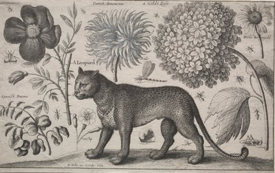 動物と植物：植物と昆虫のヒョウ、1662。 作： Wenceslaus Hollar