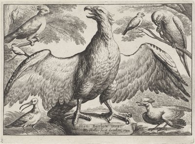 鷲 別の鳥（シリーズタイトル） 作： Wenceslaus Hollar