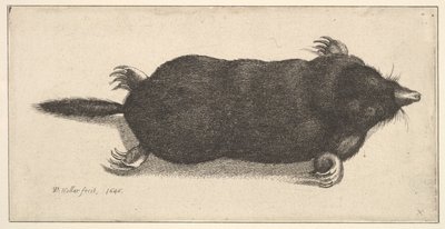 死んだほくろ、1646年。 作： Wenceslaus Hollar